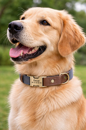 Collier Chien Personnalisé Bleu Balatoutou