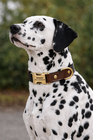 Collier Chien Personnalisé Noir Balatoutou