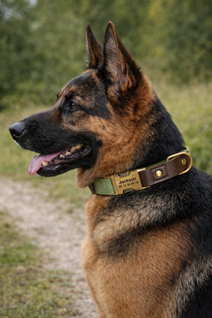 Collier Chien Personnalisé Vert Kaki Balatoutou