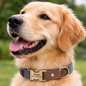 Collier Chien Personnalisé Bleu Balatoutou