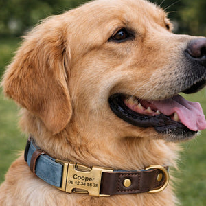 Collier Chien Personnalisé Bleu Ciel Balatoutou