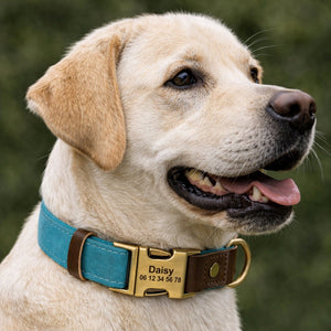 Collier Chien Personnalisé Cyan Balatoutou