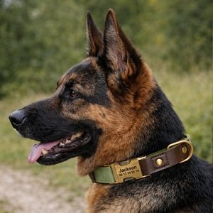 Collier Chien Personnalisé Kaki Balatoutou