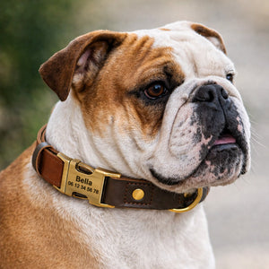 Collier Chien Personnalisé Marron Balatoutou