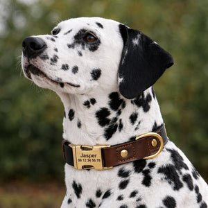 Collier Chien Personnalisé Noir Balatoutou