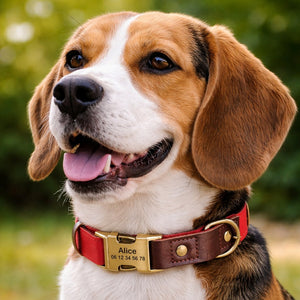 Collier Chien Personnalisé Rouge Balatoutou