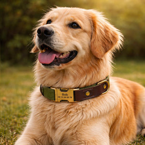 Collier Chien Personnalisé Vert Balatoutou