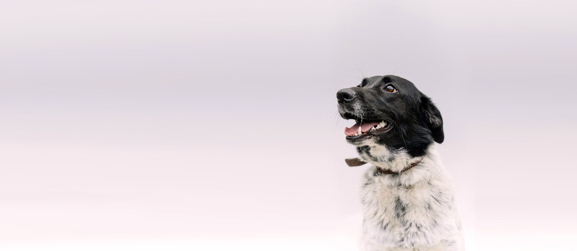Colliers Personnalisés Fou2Chien 